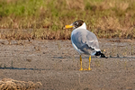Pallas's Gull