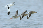 Spotted Redshank in flight alongside two Black-tailed Godwits