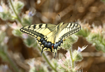 Swallowtail Butterfly