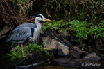 Grey Heron on watch at riverbank, Clement Wilson Park.