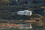 Common Seal