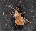 Dock Bug