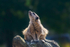 Meerkat - DSC_9590