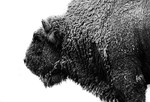 Buffalo BW