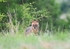 Golden Jackal