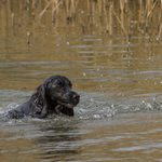 Spaniel at Play
