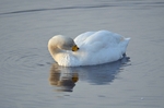 Whooper Swan