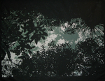 Selva / Jungle canopy