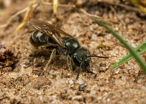[i]Halictus tumulorum[/i] mining bee. Brandon Marsh, Warwickshire, May 2013.