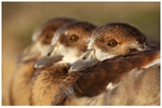 Egyptian Goslings