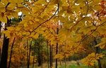 JamesGardens2310-12