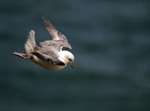 Fulmar