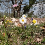 Wood Daisy (Bellis sylvestris) 
