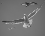 Seagull in flight 2059422