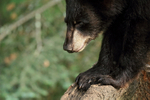 Close view of Black Bear, Minnesota, USA