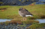 Greylag Goose