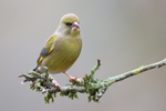 Greenfinch portfolio