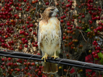 Red-tail Hawk-2