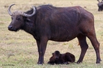 IMG_0654 Nakuru