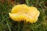 Glutinous Wax Cap