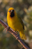 Spectacled Weaver (male) perched on a branch