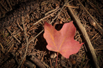 Autumn Leaf 3