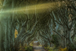 Sunrise at Dark Hedges