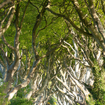 Dark Hedges 2, Beech trees in a row in Co.Antrim, Northern Ireland