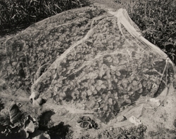 The Garden Series portfolio