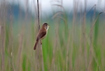 Paddyfield Warbler