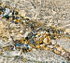 MOSAIC - GEORGIAN BAY