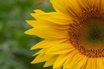 Sunflowers3