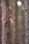 Red in the trees