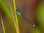 Blue-tailed Damselfly
