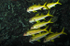 Goatfish