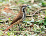 Spotted Palm-thrush portfolio