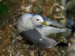 Kittiwake