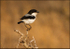 Common fiscal
