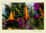 Lilium canadense