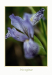 Iris reginae