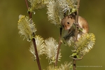BHarvest Mouse January
