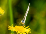 Small White
