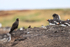 Striated Caracara near Gentoo colony, Sea Lion Island, Falklands