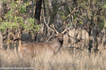 Sambar