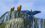Blue and Yellow Macaw