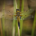 4 spotted chaser