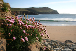 Sea Thrift