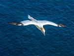 Gannet