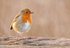 Robin