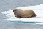 Svalbard portfolio
